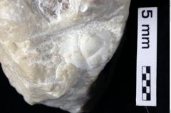 Foto (Detailansicht) von Laeviprosopon laeve medium nov. subspec. (NHMW-GEO-1990-0041-0343b)